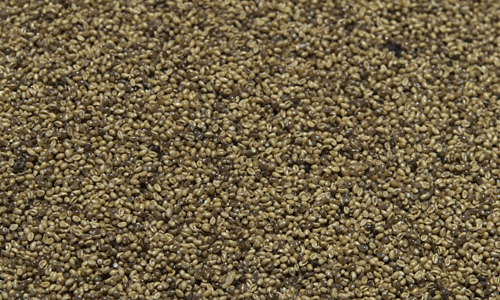 Ở các nhà hàng truyền thống của Mexico, trứng muỗi là món ăn không thể thiếu trong thực đơn. Ảnh: vnecdn.