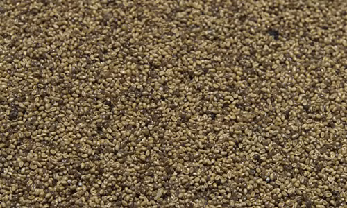 Ở các nhà hàng truyền thống của Mexico, trứng muỗi là món ăn không thể thiếu trong thực đơn. Ảnh: vnecdn.