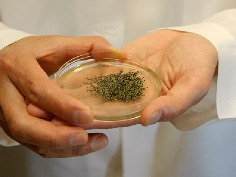 Vị của trứng muỗi được người ta mô tả là ngọt ngọt, cay cay, hơi chua chua chứ không béo ngậy như trứng kiến. Ảnh: googleusercontent.