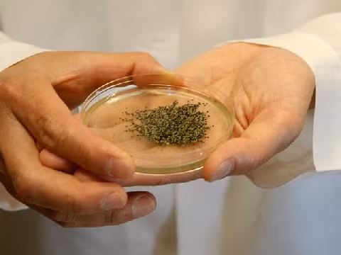 Vị của trứng muỗi được người ta mô tả là ngọt ngọt, cay cay, hơi chua chua chứ không béo ngậy như trứng kiến. Ảnh: googleusercontent.