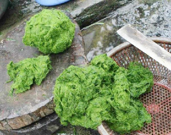 Rêu đá mọc theo mùa bắt đầu từ xuân hè. Ảnh: tintuc.