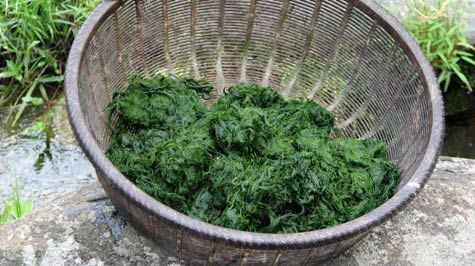 Rêu ngon là rêu mọc dài thướt tha, sờ vào thấy mát rượi êm ái. Ảnh: mytourcdn.