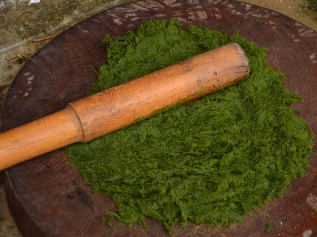 Rêu đá sau khi hái có thể bảo quản tươi được 2-3 ngày. Ảnh: thanhnien.