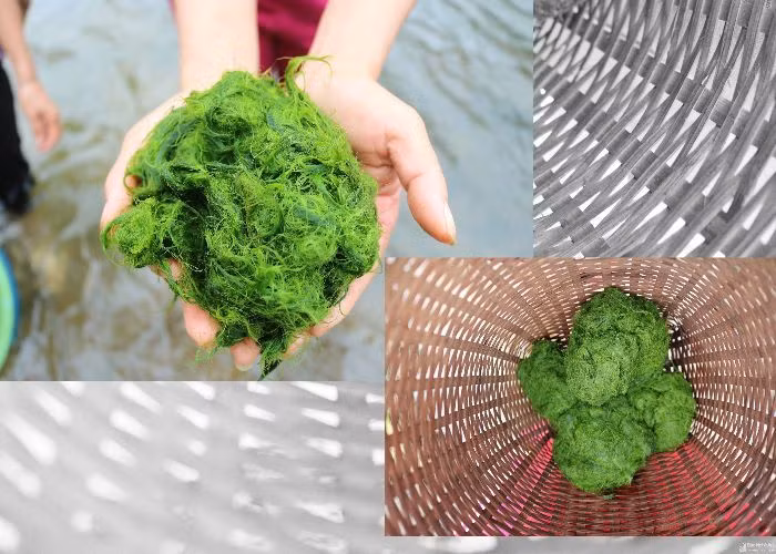 Rêu nướng (tau pho) được xem là thơm ngon nhất trong các món ngon từ rêu dá. Ảnh: dulichvietnam.