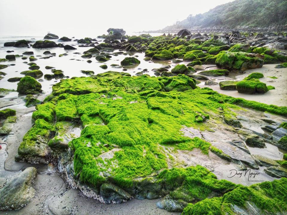  Đặc sản Tây Bắc này thường được chế biến thành nhiều món khác nhau như: canh rêu tươi, nộm rêu, rêu hấp, rêu nướng... Ảnh: foody.