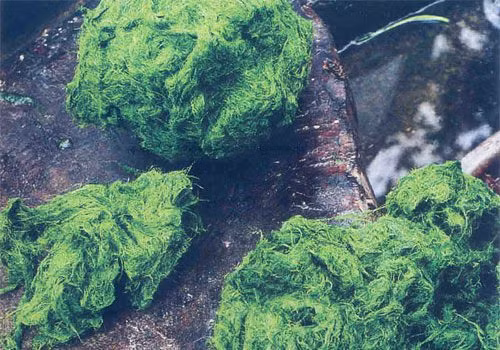 Rêu đá là đặc sản chỉ có ở vùng Tây Bắc, rêu thường bám vào các gờ đá nơi lòng suối. Ảnh: imgur.