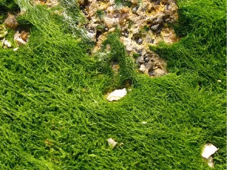 Theo kinh nghiệm dân gian, rêu đá là một món ăn mát lành giúp lưu thông khí huyết, giải độc, thanh nhiệt, hạ huyết áp cũng như nhiều công dụng khác. Ảnh: dantri.