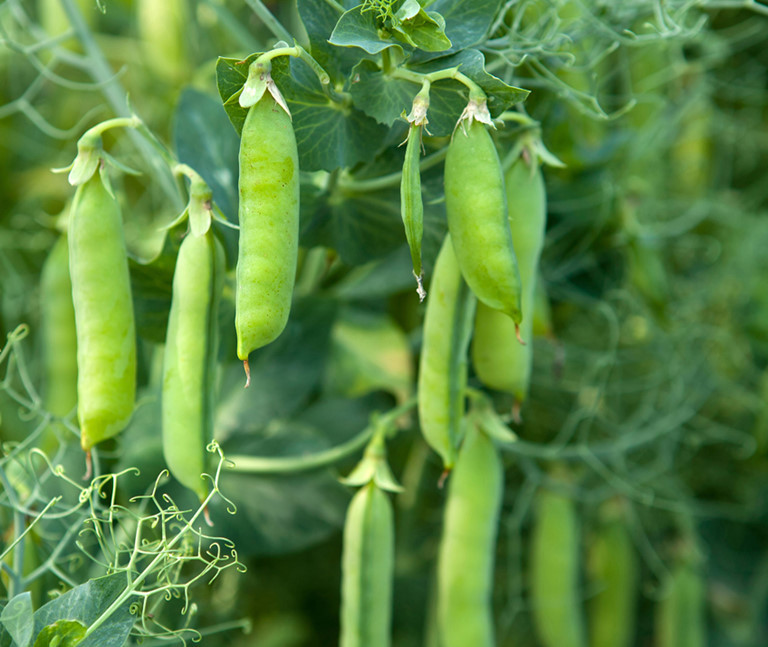 Cây họ đậu chứa rất nhiều chất xơ, khoáng chất và một lượng protein dồi dào, có thể làm giảm cholesterol LDL, từ đó làm giảm nguy cơ mắc bệnh tim. Ảnh: thanhnien.