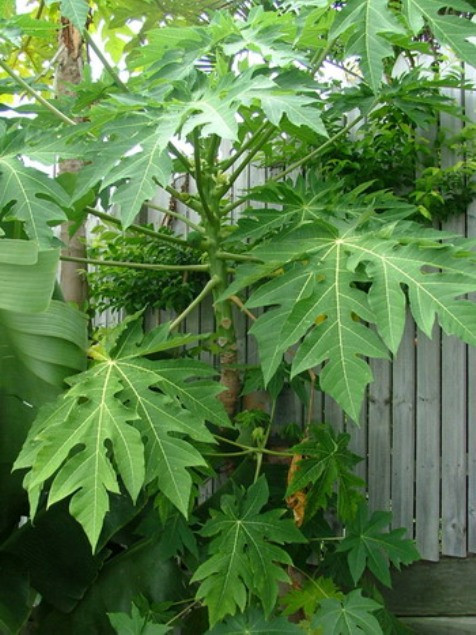 Lá đu đủ chứa papain, một số vitamin và khoáng chất có khả năng điều trị chứng mệt mỏi mạn tính và duy trì mức năng lượng ở một người. Ảnh: daklak24h.