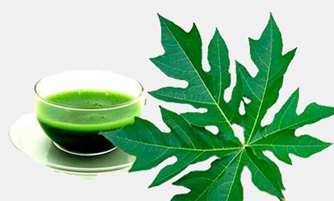 Do có đặc tính chống ô xy hóa và vitamin E nên lá đu đủ có thể cung cấp sự hỗ trợ cho gan. Ảnh: tienphong.