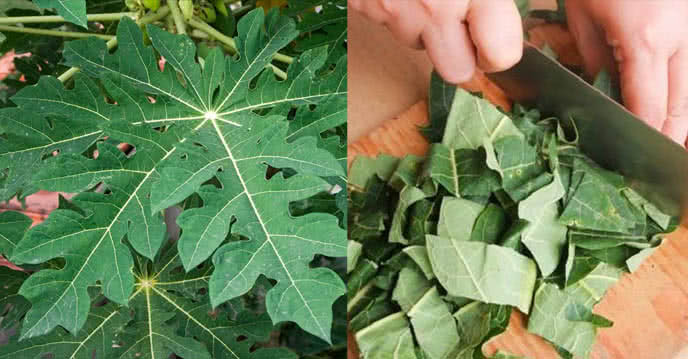 Lá đu đủ cũng giúp hỗ trợ tiêu hóa, giảm bớt táo bón, hội chứng ruột kích thích, ợ nóng, đầy hơi và các vấn đề tiêu hóa khác. Ảnh: anhduongresort.