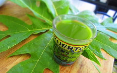 Lá đu đủ có đặc tính kháng viêm giúp điều trị viêm mạn tính bằng cách giảm căng thẳng ô xy hóa trong cơ thể. Ảnh: baodansinh.