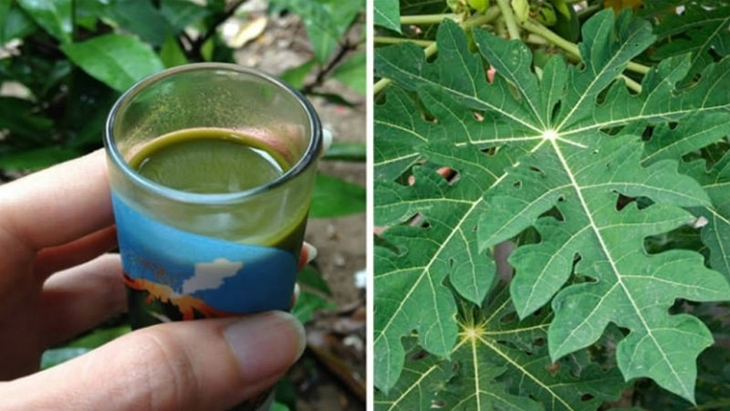 Ngoài ra, lá đu đủ hoặc thuốc sắc từ nó giúp giảm bớt căng thẳng cảm xúc như thay đổi tâm trạng, căng thẳng và trầm cảm. Ảnh: kienthucungthu.