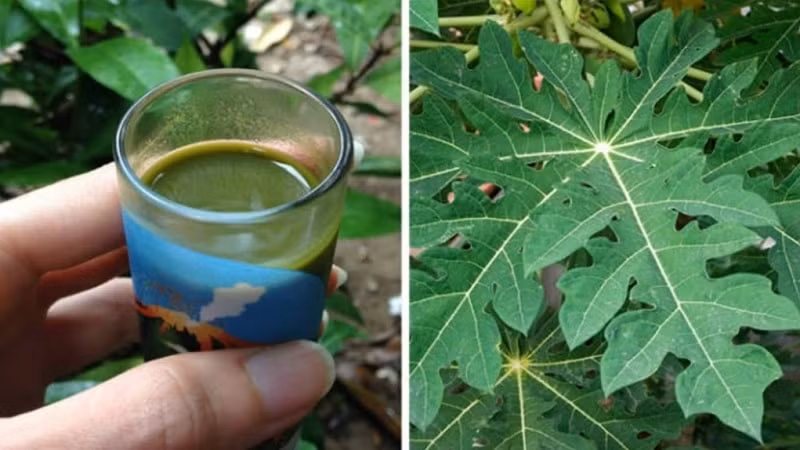 Ngoài ra, lá đu đủ hoặc thuốc sắc từ nó giúp giảm bớt căng thẳng cảm xúc như thay đổi tâm trạng, căng thẳng và trầm cảm. Ảnh: kienthucungthu.