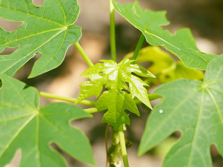 Bên cạnh đó, dùng lá đu đủ hằng ngày ở bệnh nhân sốt rét giúp tăng các tế bào hồng cầu và giảm số lượng ký sinh trùng trong cơ thể. Ảnh: thanhnien.