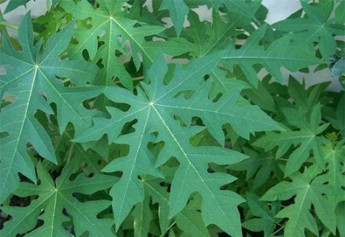 Đặc biệt, thuốc sắc lá đu đủ có khả năng chống ung thư, đặc biệt là ung thư da. Ảnh: googleusercontent.