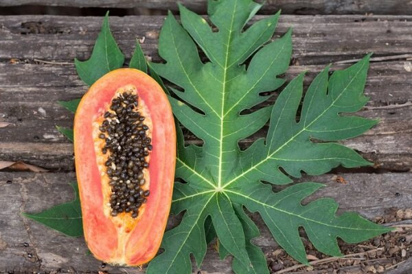 Thậm chí, lá đu đủ có đặc tính bảo vệ tim giúp giảm căng thẳng ô xy hóa gây ra cho tim do sự hiện diện của các hợp chất phenolic. Ảnh: massageishealthy.