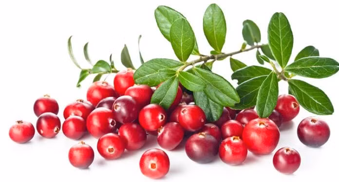 Quả nam việt quất rất giàu chất dinh dưỡng và chất chống oxy hóa. Chúng cũng chứa các hợp chất thực vật có lợi giúp ngăn ngừa nhiễm trùng đường tiết niệu. Ảnh: hangngoainhap.