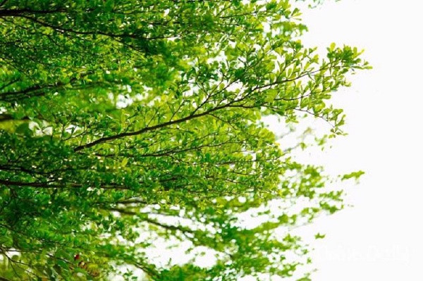 Du bao thoi tiet ngay 15/3/2023: Ha Noi mua phun, suong mu rai rac