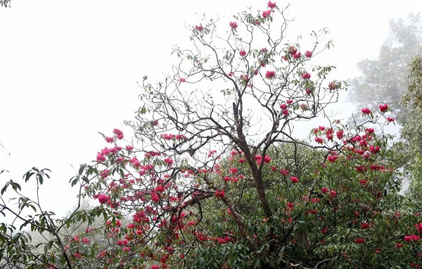 Ve dep tren dinh Bach Moc Luong Tu giua nui rung Tay Bac-Hinh-9