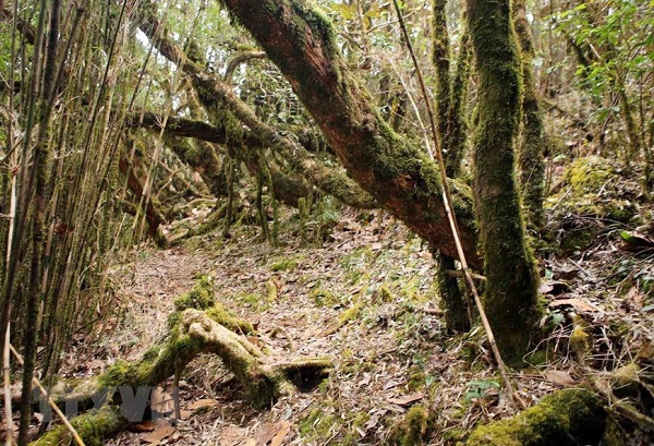 Ve dep tren dinh Bach Moc Luong Tu giua nui rung Tay Bac-Hinh-4