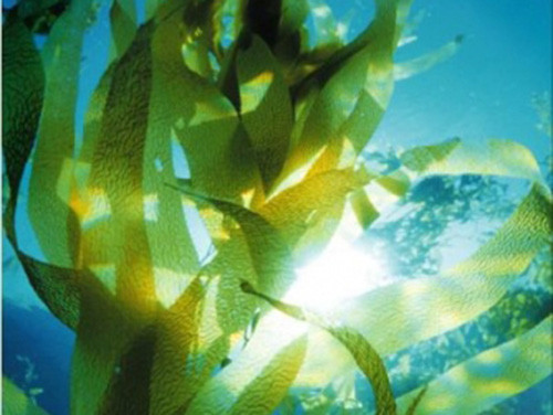 Rong biển tập hợp các hợp chất fucoidan phong phú nhất trong các loại rau. Nó chứa đầy lợi ích sức khỏe, từ ức chế viêm đến thúc đẩy khả năng miễn dịch.