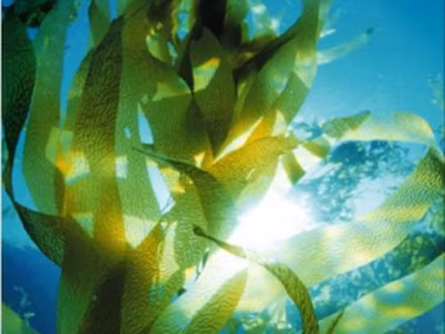 Rong biển tập hợp các hợp chất fucoidan phong phú nhất trong các loại rau. Nó chứa đầy lợi ích sức khỏe, từ ức chế viêm đến thúc đẩy khả năng miễn dịch.