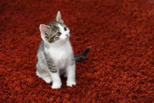 Thảm. Chắc chắn thảm làm cho đôi chân dễ chịu hơn nhưng nó lại là nơi chứa chấp bụi bẩn nhiều nhất. Thảm nên được hút bụi hàng tuần và giặt hàng tháng. Với những người bị hen suyễn, tốt hơn hết là thay thế bằng sàn gỗ.