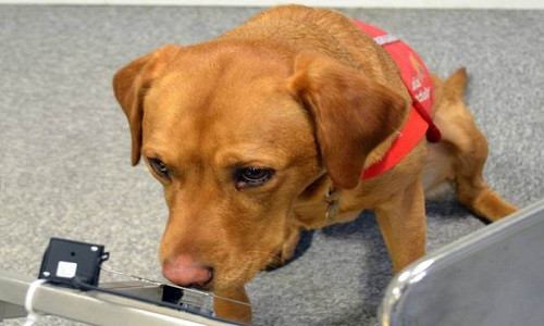 Sau này, nhiều nghiên cứu chứng minh chắc chắn một điều, những chú chó có thể phát hiện nhiều bệnh ung thư khác như ung thư tuyến giáp, ung thư ruột, ung thư bàng quang… Điểm nổi trội của phương pháp này là hoàn toàn không xâm hại đến bệnh nhân và ít tốn kém, an toàn hơn các phương pháp xét nghiệm khác.