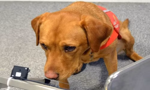 Sau này, nhiều nghiên cứu chứng minh chắc chắn một điều, những chú chó có thể phát hiện nhiều bệnh ung thư khác như ung thư tuyến giáp, ung thư ruột, ung thư bàng quang… Điểm nổi trội của phương pháp này là hoàn toàn không xâm hại đến bệnh nhân và ít tốn kém, an toàn hơn các phương pháp xét nghiệm khác.