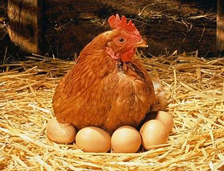 Chất dinh dưỡng được hưởng từ một con gà đều được chuyển cho trứng của mình. Một con gà thả tự do nó cũng có được chất dinh dưỡng khác hẳn với một con gà bị nhốt trong lồng.