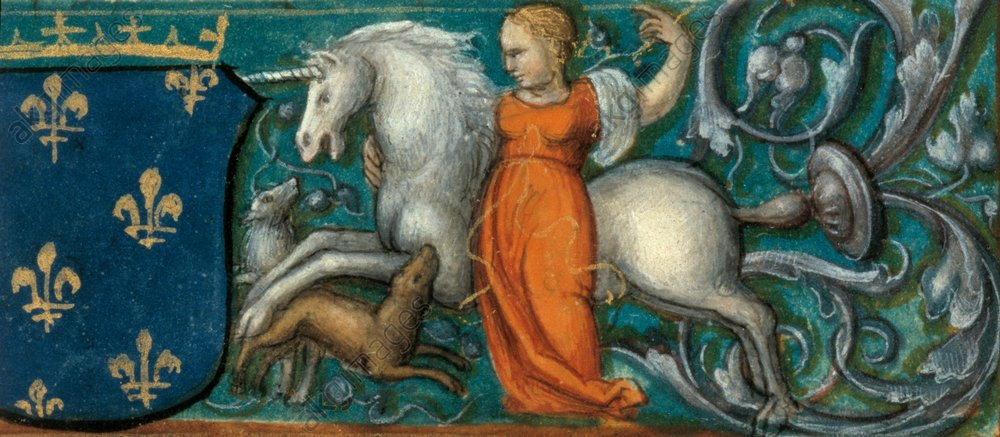 Nếu ở cạnh kỳ lân không phải là trinh nữ thì người đó sẽ bị kỳ lân đâm chết bằng chiếc sừng.