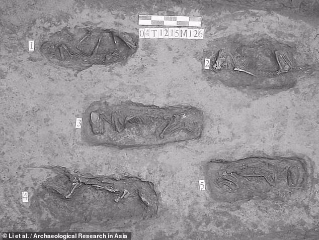 Đáng chú ý là việc các chuyên gia phát hiện 8 hố chôn cất (gồm: 4 hố hình bầu dục và 4 hố còn lại hình chữ nhật) tại thành phố cổ Trịnh Châu. Những hố chôn cất này chứa 92 bộ xương chó.