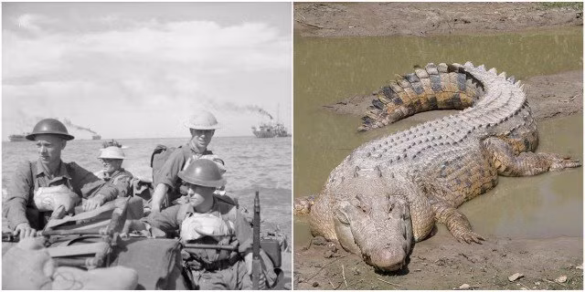 Do bị quân đồng minh tấn công từ nhiều phía, binh lính Nhật Bản quyết định đi tắt qua khu vực đầm lầy ngập nước dài 16 km ở giữa đảo để có thể tập hợp lực lượng ở phía bên kia đảo.