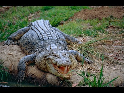 Theo đó, họ nhanh chóng phát hiện những người lính Nhật Bản bị cá sấu nước mặn hung dữ tấn công và ăn thịt. Những con vật này ẩn mình trong đầm lầy và chờ cơ hội tấn công con mồi một cách rùng rợn.