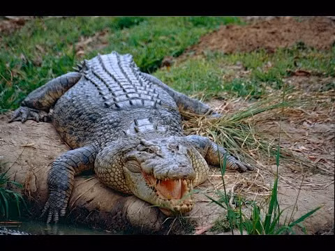 Theo đó, họ nhanh chóng phát hiện những người lính Nhật Bản bị cá sấu nước mặn hung dữ tấn công và ăn thịt. Những con vật này ẩn mình trong đầm lầy và chờ cơ hội tấn công con mồi một cách rùng rợn.