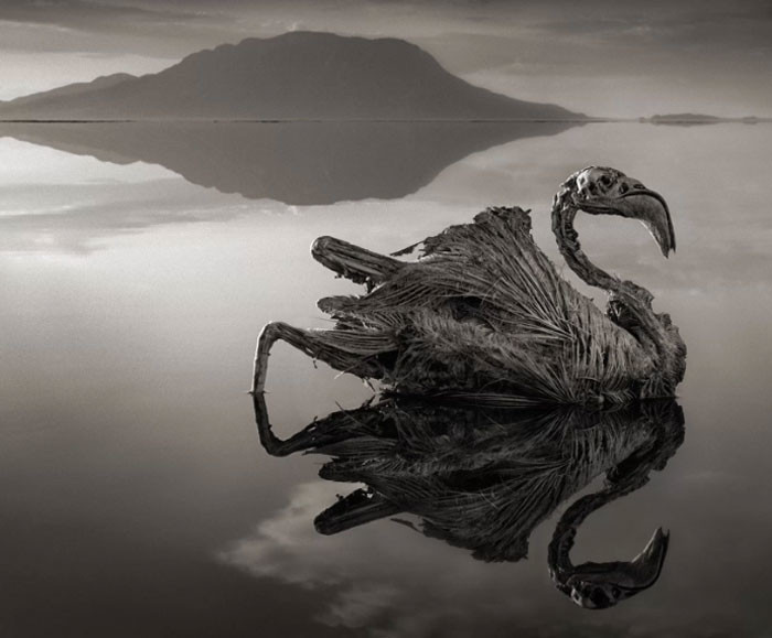 Khi mực nước trong hồ hạ thấp, xác các loài động vật dạt vào bờ. Điều khó tin là xác những con vật xấu số đều phủ một lớp muối nên còn gần như nguyên vẹn hình dáng lúc còn sống.