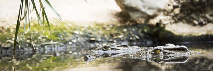 Những con cá sấu nổi tiếng hung dữ, háu ăn và luôn chờ trực tấn công con mồi để thỏa mãn cơn đói khủng khiếp.