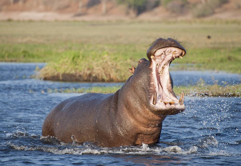 Thêm nữa, cá sấu được coi là một loài vật linh thiêng ở Ai Cập thời cổ đại. Do vậy, người Ai Cập tin rằng việc một người bị cá sấu ăn thịt là vinh dự lớn lao.