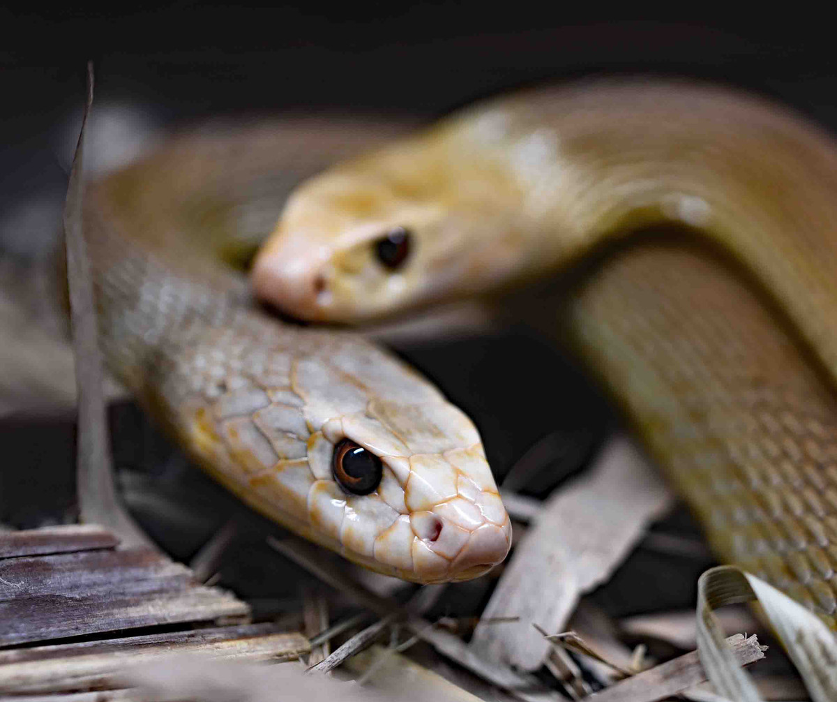 Khi ấy, đàn rắn sẽ lao tới tấn công phạm nhân khiến họ có cái chết rùng rợn khi trúng nọc độc rắn.