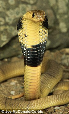 Các triệu chứng khác khi bị rắn hổ mang Ai Cập cắn như: đau đầu, chóng mặt, buồn nôn, đau bụng, tiêu chảy, thậm chí mất mạng.