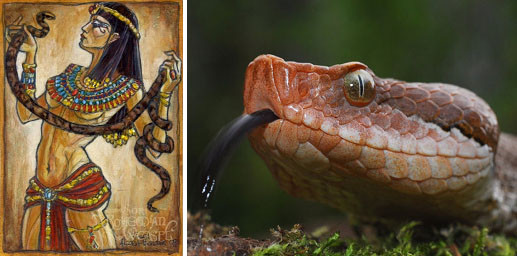 Các vết cắn do loài rắn này gây ra sẽ khiến nạn nhân đau đớn, sưng, bầm tím, mọc mụn nước và bị hoại tử.