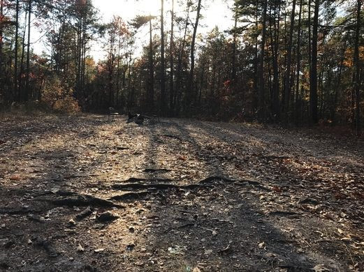 Ác quỷ sẽ dẫm đạp lên mảnh đất chỉ rộng khoảng 4 m2 trên khiến không một loài cây nào có thể sinh tồn và phát triển.