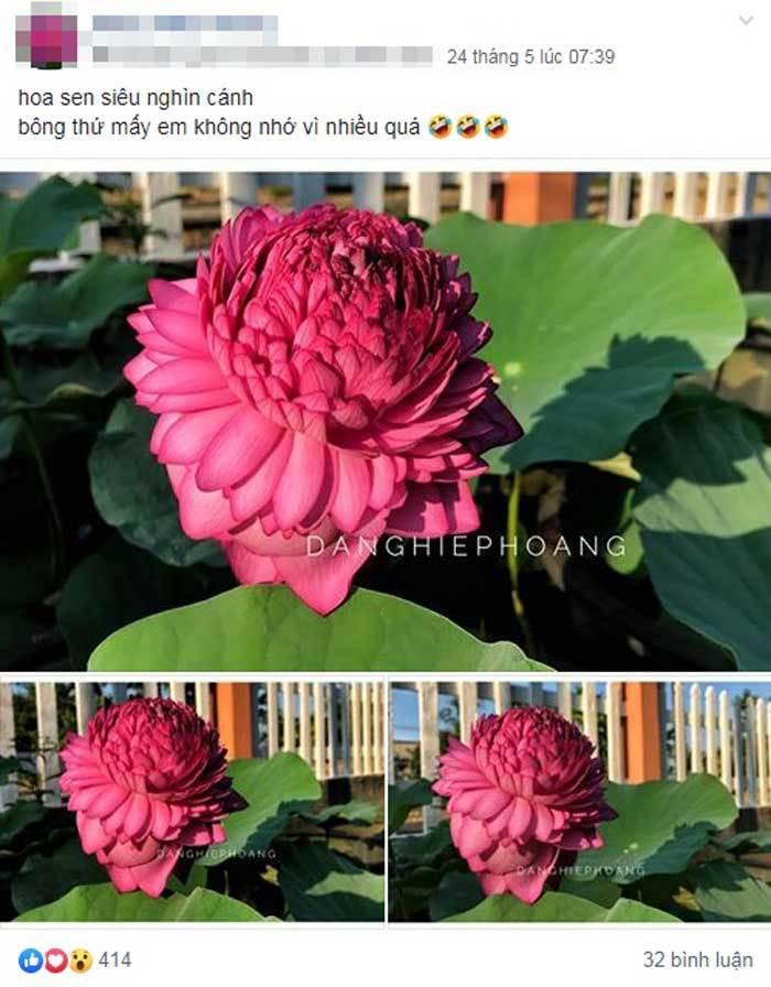 Xon xao hoa sen 1.000 canh: Dan choi phat sot, lung khap Viet Nam-Hinh-2