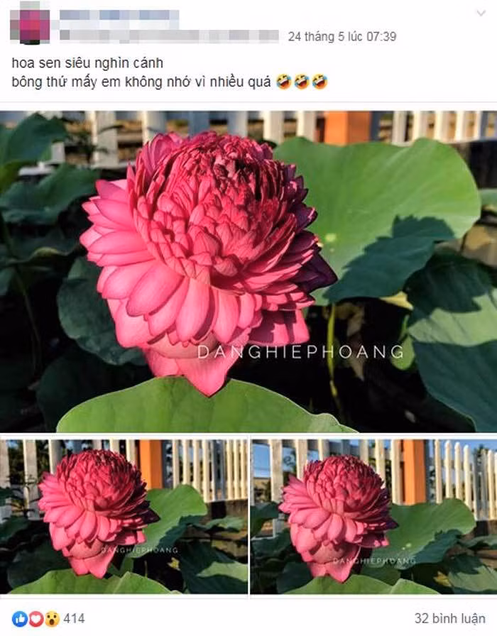 Xon xao hoa sen 1.000 canh: Dan choi phat sot, lung khap Viet Nam-Hinh-2