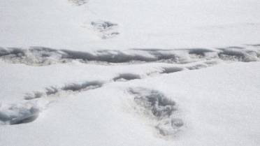 Không những vậy, quân đội Ấn Độ còn đăng những hình ảnh về dấu chân được cho là của Yeti trên tài khoản Twitter.