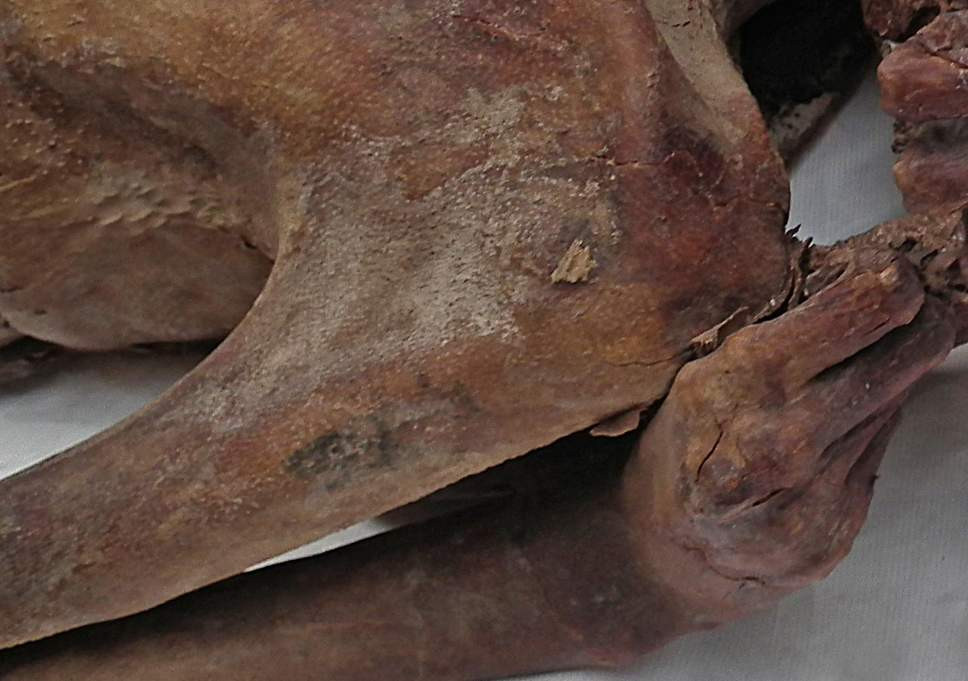 Theo các chuyên gia, những hình xăm đặc biệt trên các xác ướp trên thể hiện sự quyền lực. Nguyên do là vì, người Ai Cập thời cổ đại quan niệm bò hoang và cừu Barbary tượng trưng cho sức mạnh nam giới và sự sinh sản.