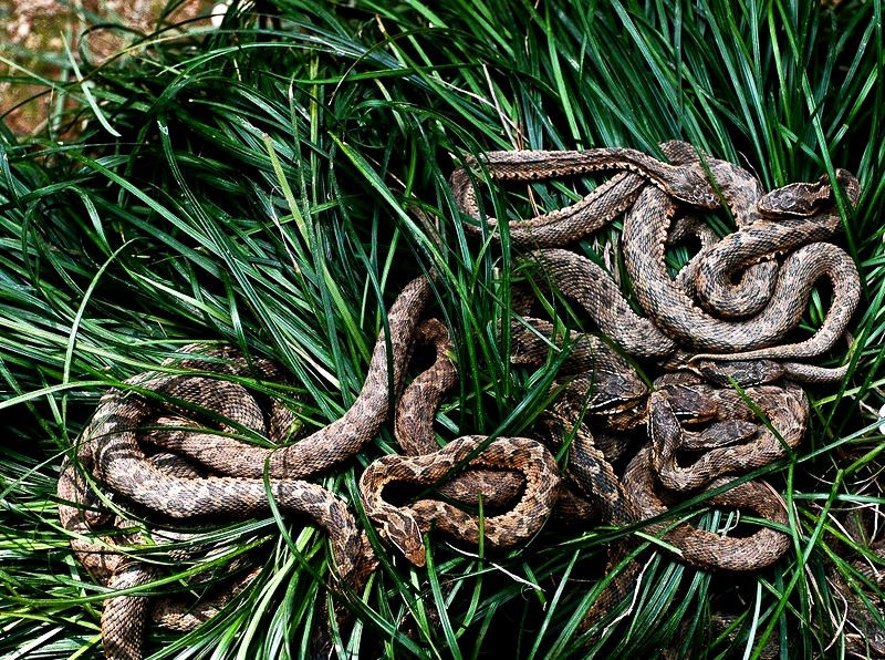 Cụ thể, hòn đảo Ilha de Queimada Grande là nơi sinh sống của hơn 430.000 con rắn sống trên diện tích 445.000 m2 của đảo.