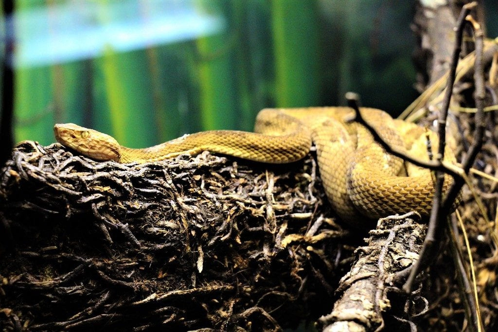 Chính vì vậy, Ilha de Queimada Grande trở thành hòn đảo "tử thần", cực kỳ nguy hiểm đối với con người khi đối mặt với số lượng rắn lớn và có nọc độc chết người.