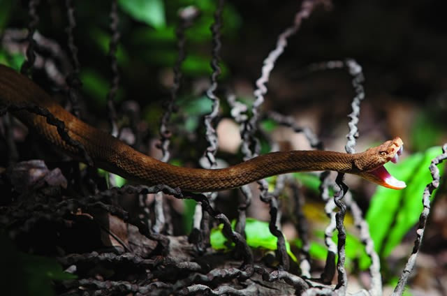Sở dĩ hòn đảo này có biệt danh như vậy là vì sự nguy hiểm chết người của những loại rắn độc trú ngụ.